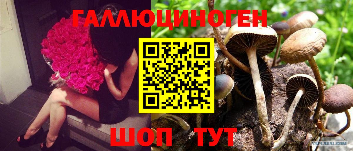 Галлюциногенные грибы Psilocybe Майкоп